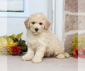 Goldendoodle (Miniature) Puppy for Sale in GORDONVILLE, Pennsylvania USA