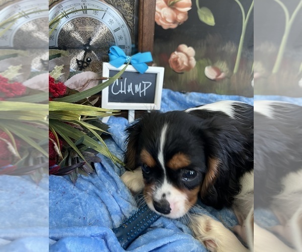 Medium Photo #7 Cavalier King Charles Spaniel Puppy For Sale in ABILENE, TX, USA