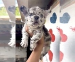 Small #8 French Bulldog