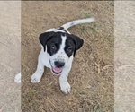 Puppy Puppy 1 Yogurt German Shorthaired Pointer-Great Pyrenees Mix