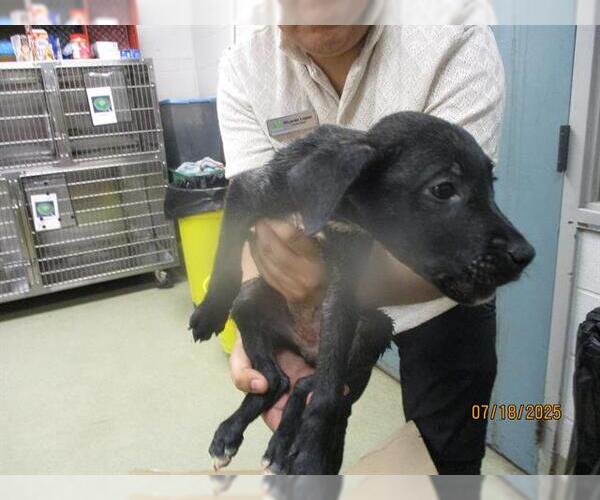 Medium Photo #1 American Pit Bull Terrier Puppy For Sale in Oklahoma City, OK, USA