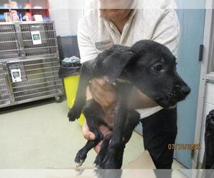 American Pit Bull Terrier Dogs for adoption in Oklahoma City, OK, USA