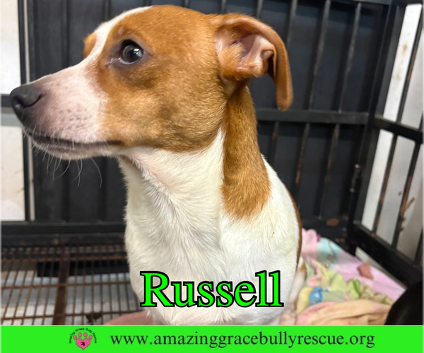 Medium Photo #2 Jack Russell Terrier-Unknown Mix Puppy For Sale in Milton, FL, USA