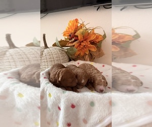Poodle (Toy) Litter for sale in DAVENPORT, FL, USA