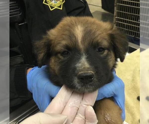 Medium Photo #1 Mutt Puppy For Sale in Riverside, CA, USA