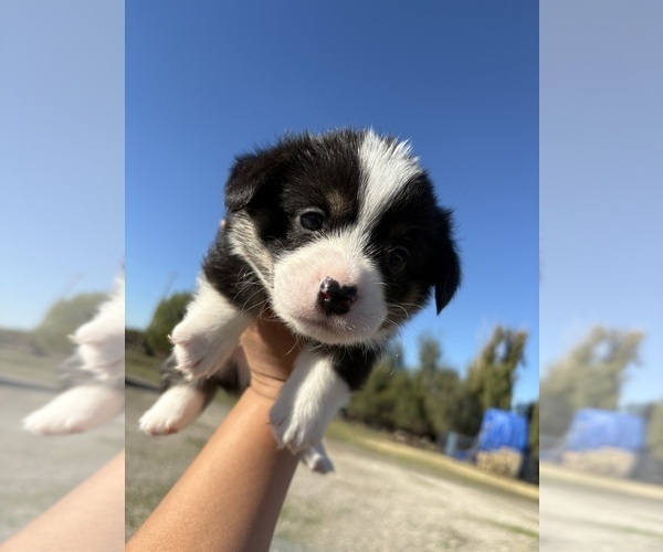 Medium Photo #6 Pembroke Welsh Corgi Puppy For Sale in OAKLEY, CA, USA