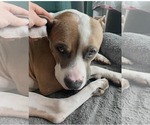 Small #4 American Staffordshire Terrier-Boxer Mix