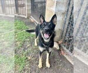 EDNA - Female German Shepherd Dog Dog for Adoption - Photo #2
