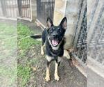Small Photo #2 German Shepherd Dog Puppy For Sale in Riverside, CA, USA