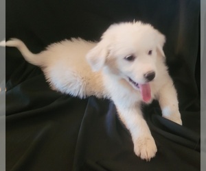 Great Pyrenees Puppy for sale in MARTHASVILLE, MO, USA