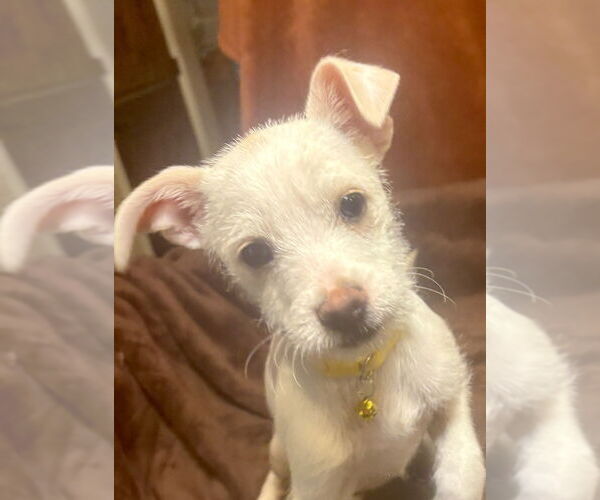 Medium Photo #1 Chihuahua-Unknown Mix Puppy For Sale in Andover, MN, USA