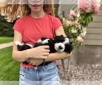 Small #13 Bernedoodle