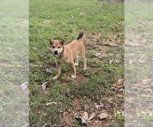 Shiba Inu Puppy for sale in STELLA, MO, USA