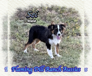Miniature Australian Shepherd Puppy for sale in FORESTBURG, TX, USA