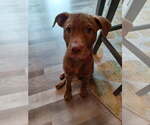 Small #2 Chocolate Labrador retriever Mix