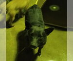 Small Australian Kelpie