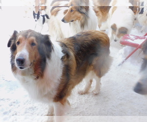 Mother of the Scotch Collie puppies born on 04/28/2025