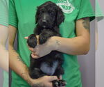Small #2 Spaniel Mix