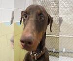 Small #1 Doberman Pinscher