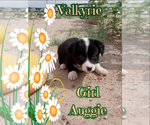 Small Photo #16 Australian Shepherd-Pembroke Welsh Corgi Mix Puppy For Sale in GALLEGOS, NM, USA