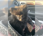 Small Photo #1 Pomeranian Puppy For Sale in GOSHEN, NY, USA
