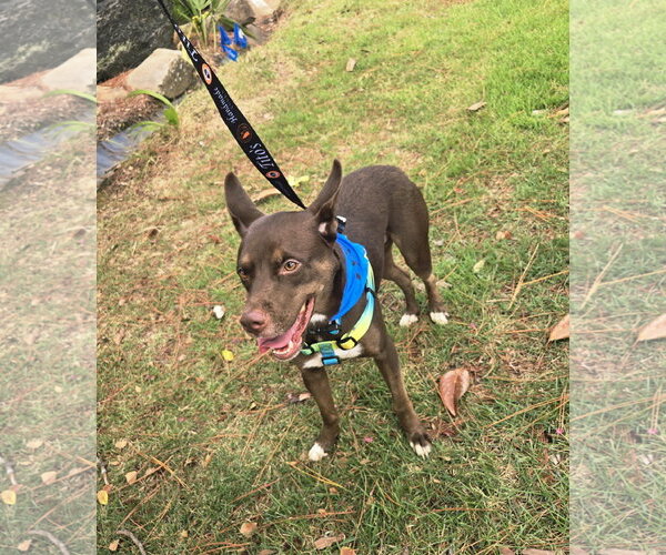 Medium Photo #6 Australian Kelpie-Australian Shepherd Mix Puppy For Sale in Jackson, MS, USA