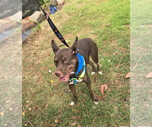 Highland - Male Australian Kelpie-Australian Shepherd Mix Dog for Adoption - Photo #6
