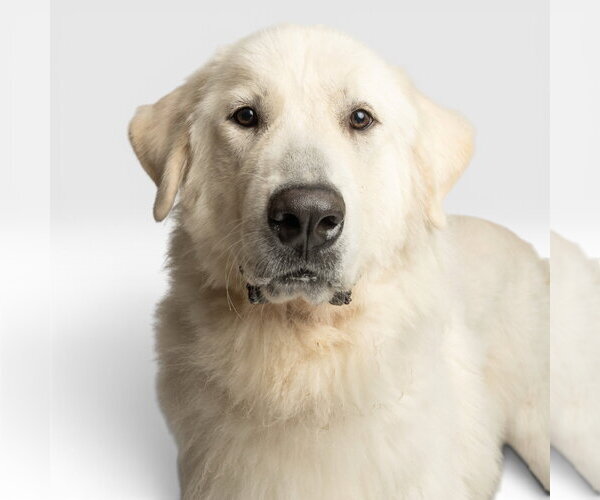 Medium Photo #1 Great Pyrenees Puppy For Sale in Rowlett, TX, USA