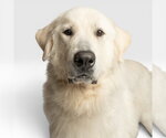 Small Great Pyrenees