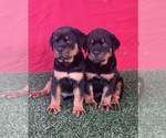 Small Photo #4 Rottweiler Puppy For Sale in MIRA LOMA, CA, USA