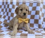 Small #6 Goldendoodle