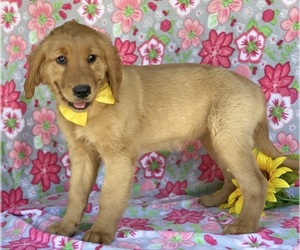 Golden Retriever Puppy for sale in LANCASTER, PA, USA