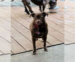 Small #5 Pug Mix