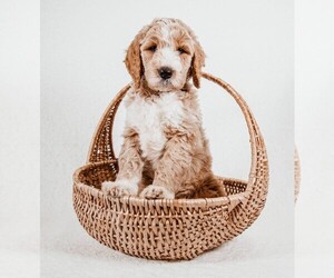 Goldendoodle Puppy for sale in FARMVILLE, VA, USA