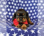 Small Photo #3 Cavalier King Charles Spaniel Puppy For Sale in NOTTINGHAM, PA, USA