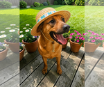 Small #9 Black Mouth Cur Mix