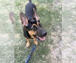 Small #1 German Shepherd Dog Mix