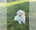 Small #5 Maltese