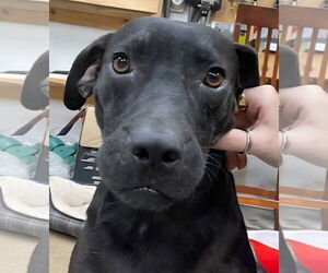 Labrador Retriever-Unknown Mix Dogs for adoption in Alexander, AR, USA