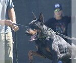 Small #18 Doberman Pinscher