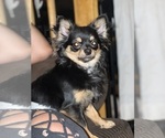 Small Photo #1 Chihuahua Puppy For Sale in NEW BEDFORD, MA, USA