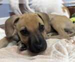 Small #2 Black Mouth Cur-Boxer Mix