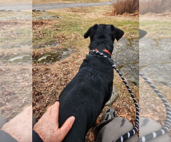 Medium Photo #3 Rottweiler Puppy For Sale in Hillsboro, NH, USA