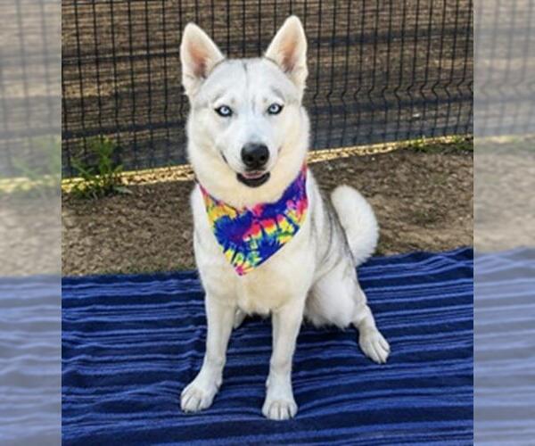 Medium Photo #4 Siberian Husky-Unknown Mix Puppy For Sale in Orange, CA, USA