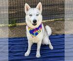 Small #3 Siberian Husky Mix