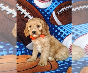 Cock-A-Poo Puppy for sale in KIRKWOOD, PA, USA