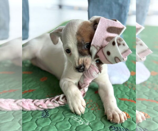 Medium Photo #6 American Pit Bull Terrier-Labrador Retriever Mix Puppy For Sale in GILBERTS, IL, USA
