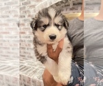 Small Photo #27 Siberian Husky Puppy For Sale in KANSAS CITY, MO, USA