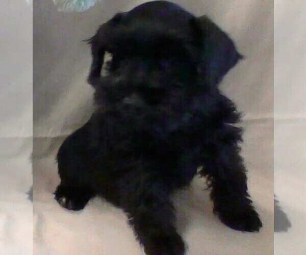 Medium Photo #1 Schnauzer (Miniature) Puppy For Sale in COLONIAL HEIGHTS, TN, USA