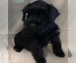 Small Schnauzer (Miniature)